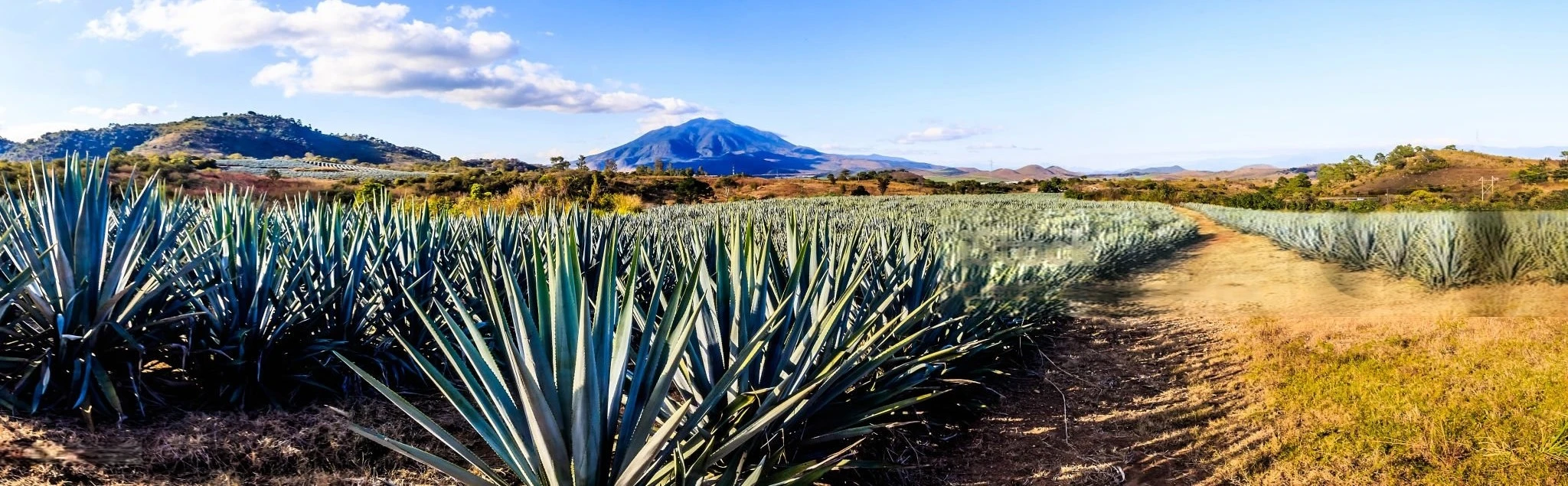 Paisaje Agavero en Tequila, Jalisco