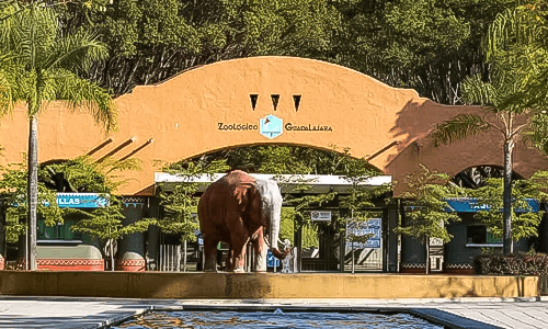 zoologico-guadalajara-portada.png